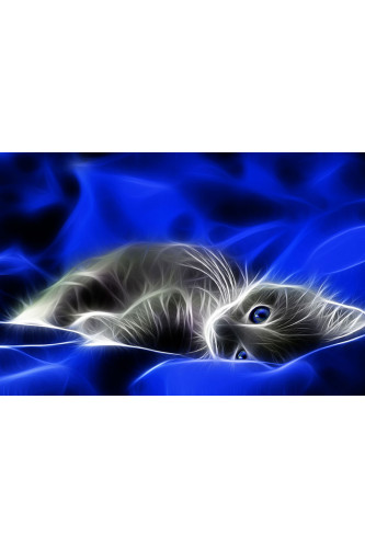 Poster Gato  - Coleção Colors - Animais