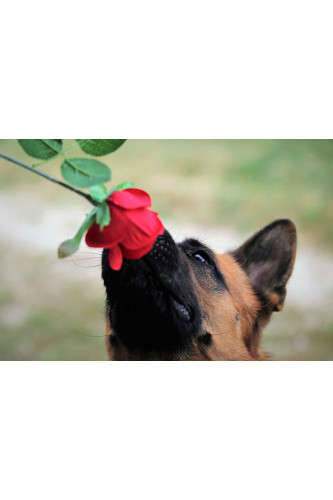 Poster Cachorro - Animais