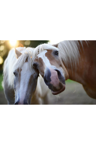 Poster Cavalo - Animais