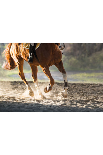 Poster Cavalo - Animais
