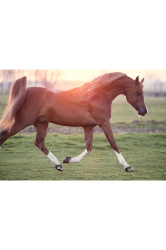 Poster Cavalo - Animais