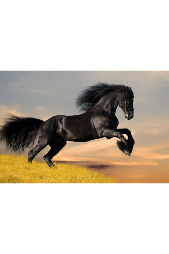 Poster Cavalo - Animais