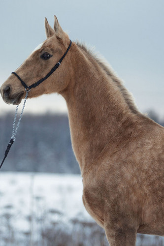 Poster Cavalo - Animais