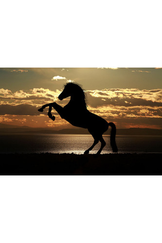 Poster Cavalo - Animais