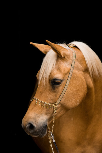 Poster Cavalo - Animais