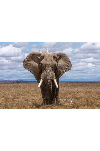 Poster Elefante - Animais