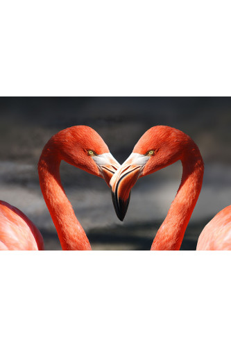 Poster Flamingo - Animais