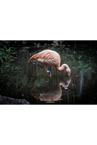 Poster Flamingo - Animais