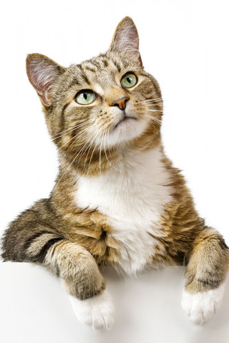 Poster Gato - Animais