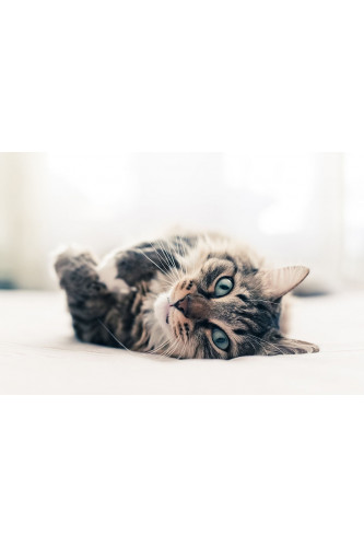 Poster Gato - Animais