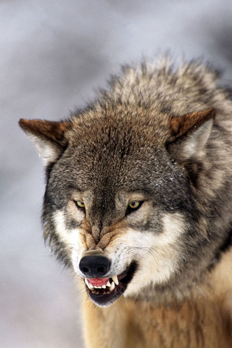 Poster Lobo - Animais