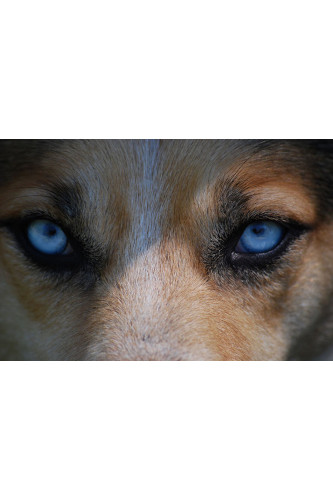 Poster Lobo - Animais