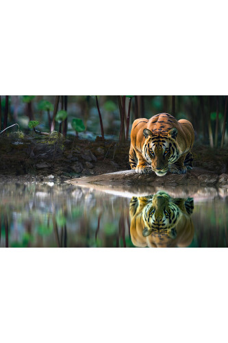 Poster Tigre - Animais