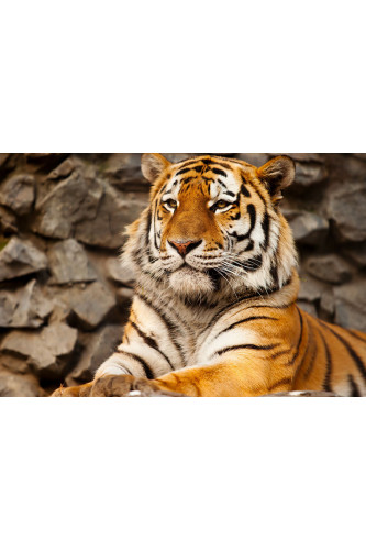 Poster Tigre - Animais