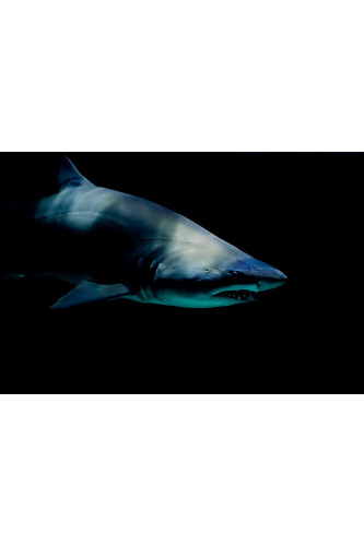 Poster Tubarão - Animais