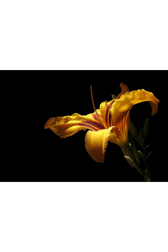 Poster - Flores