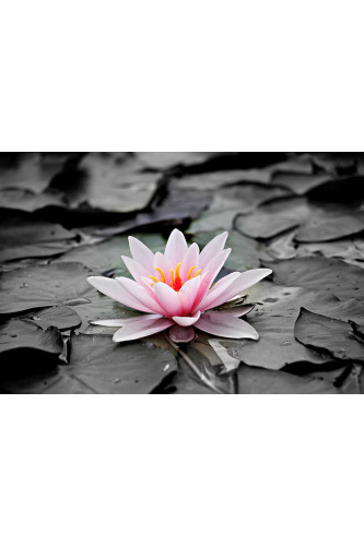 Poster - Flores