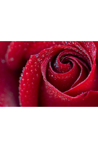 Poster - Flores