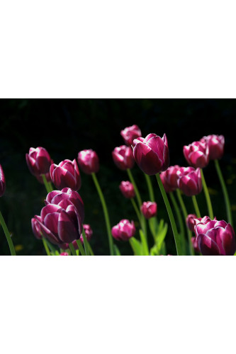 Poster - Flores