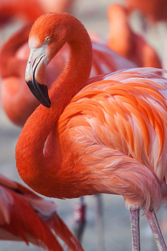 Poster Flamingo - Pássaros - Passarinhos - Aves - Animais