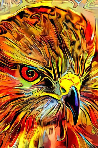Poster Gavião - Pássaros - Passarinhos - Aves - Animais