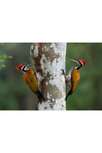 Poster Pica Pau - Pássaros - Passarinhos - Aves - Animais