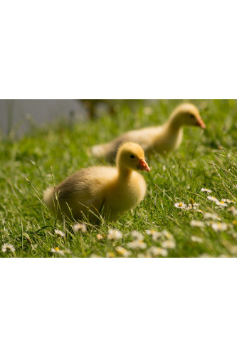 Poster Dois Patos Filhotes - Animais – Natureza