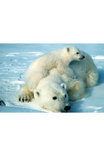 Poster Urso Polar Filhote E Adulto - Animais – Natureza