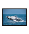 Poster Baleia - Animais