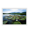 Poster Pantanal - Paisagens Nacionais - Fotografia
