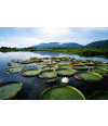 Poster Pantanal - Paisagens Nacionais - Fotografia