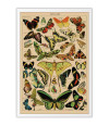 Poster Borboletas - Papillons - Diagrama - Misc - Informativo