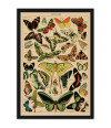 Poster Borboletas - Papillons - Diagrama - Misc - Informativo