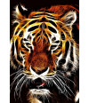 Poster Tigre  - Coleção Colors - Animais