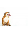 Poster Cachorro - Animais