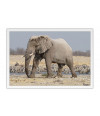 Poster Elefante - Animais