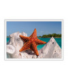 Poster Estrela Do Mar - Animais