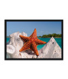 Poster Estrela Do Mar - Animais