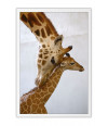 Poster Girafa - Animais