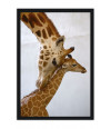 Poster Girafa - Animais