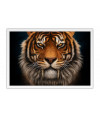 Poster Tigre - Animais