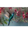 Poster Colibri - Beija Flor - Pássaros - Passarinhos - Aves - Animais