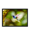 Poster Colibri - Beija Flor - Pássaros - Passarinhos - Aves - Animais