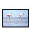 Poster Flamingo - Pássaros - Passarinhos - Aves - Animais