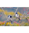 Poster Pássaros - Passarinhos - Aves - Animais