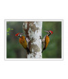 Poster Pica Pau - Pássaros - Passarinhos - Aves - Animais