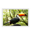 Poster Tucano - Pássaros - Passarinhos - Aves - Animais
