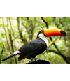 Poster Tucano - Pássaros - Passarinhos - Aves - Animais
