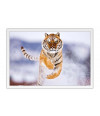 Poster Tigre Correndo Fotografado de Frente - Animais – Natureza