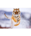 Poster Tigre Correndo Fotografado de Frente - Animais – Natureza